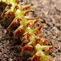 Oberonia weragamaensis Jayaw.